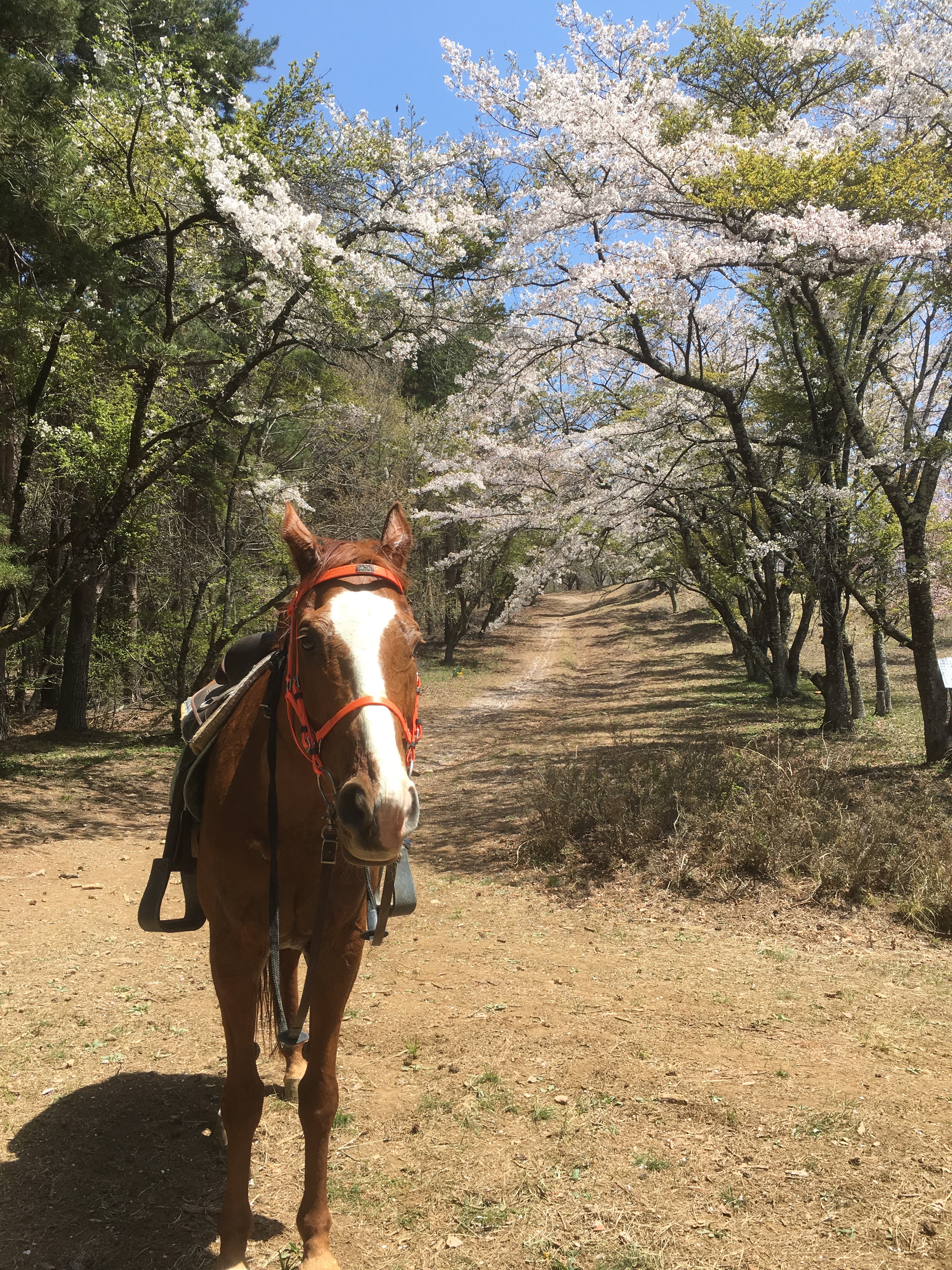 画像の説明