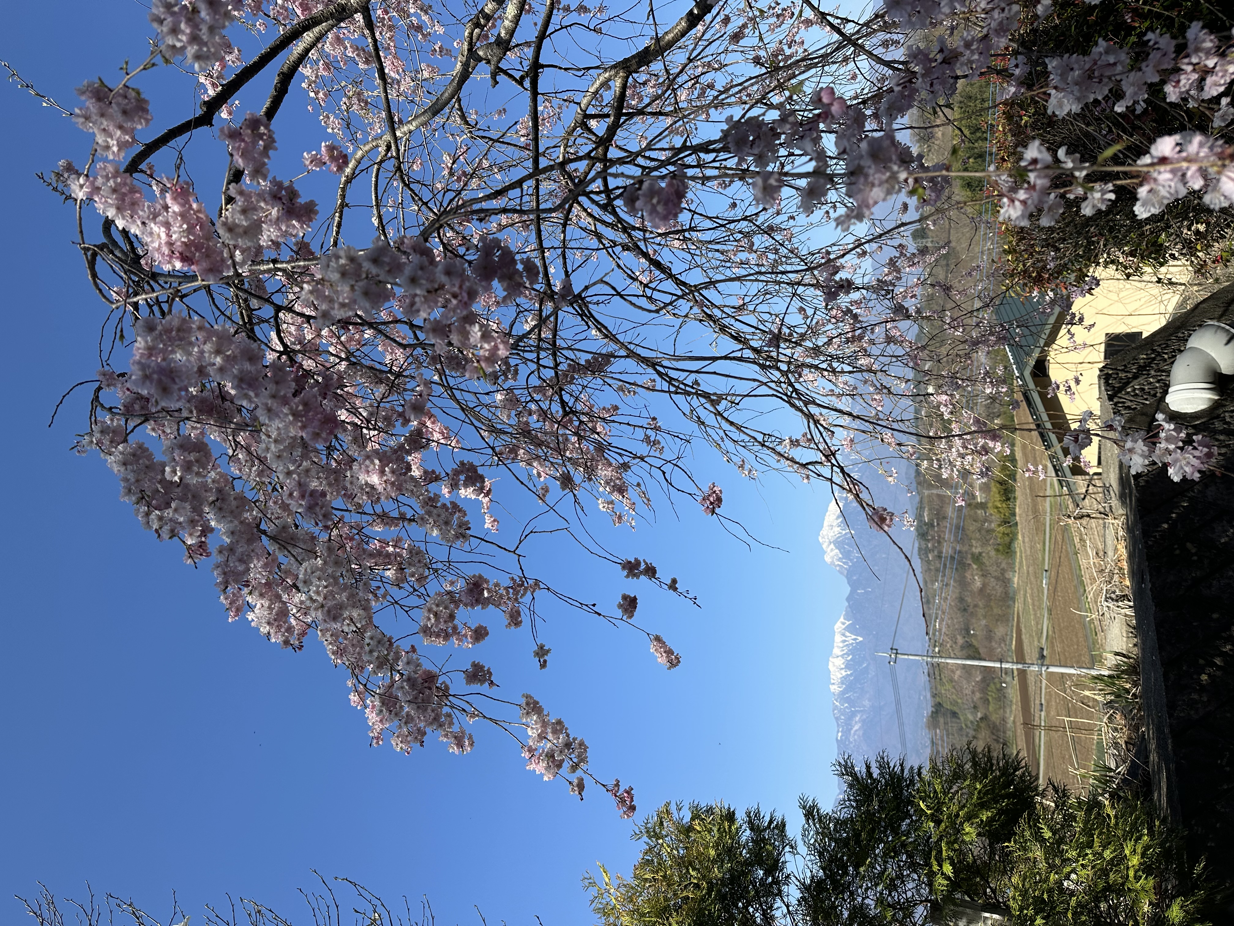 画像の説明